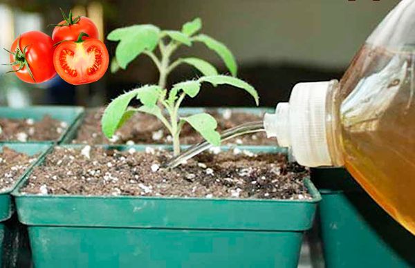  Pour la première fois, les plants de tomates sont nourris à l'iode après l'apparition de la deuxième paire de feuilles.