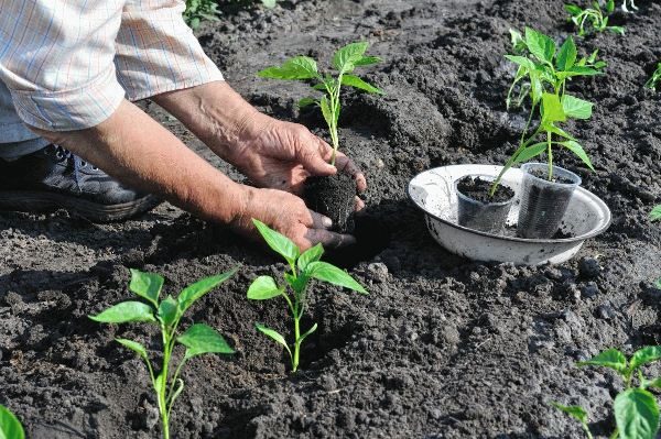  Planter des plants de poivron en pleine terre