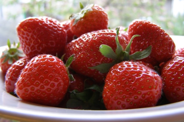  Die Pflanze kann große Beeren bilden, deren Gewicht bis zu fünfunddreißig Gramm erreichen kann