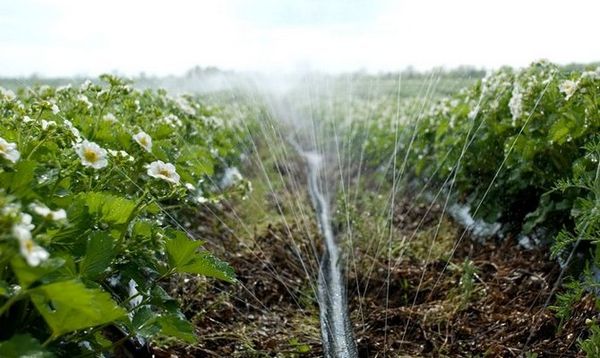  S'il n'y a pas de pluie, les fraises devront être arrosées régulièrement