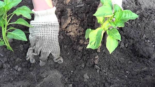  Il est préférable de planter les plants de poivron un peu plus tard, une fois la menace de gelée passée, plutôt que de se dépêcher et de ruiner toute la récolte future.