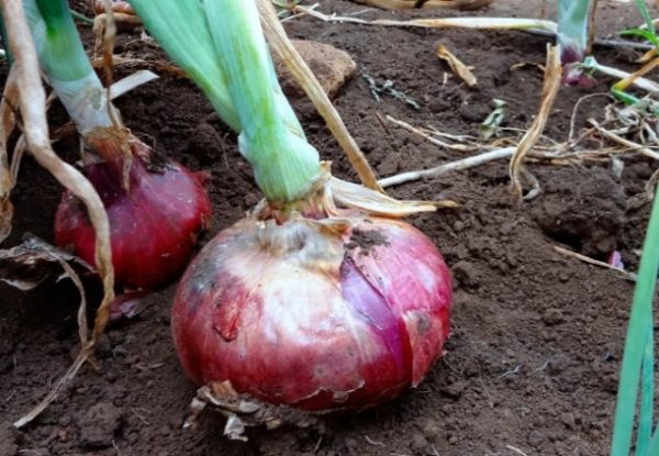  Variété d'oignon baron rouge