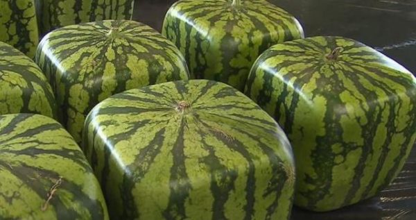  Quadratische Wassermelonen