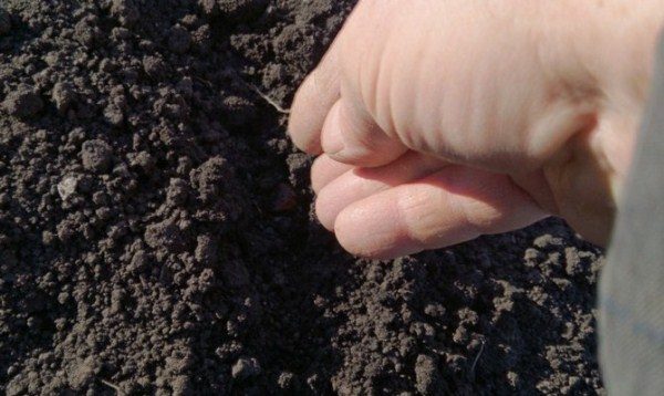  Herbst, der Zwiebelsamen im offenen Boden pflanzt