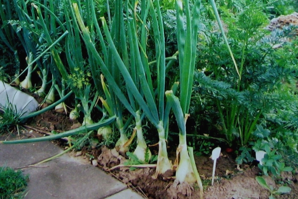  Les carottes cultivées avec des oignons deviennent plus grosses et plus juteuses, n'empêchent pas la maturation des bulbes