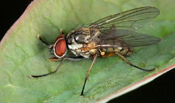  Zwiebel fliegen