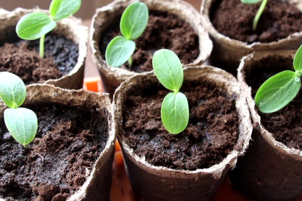  Pour les semis semés au milieu ou à la fin avril, de préférence dans des pots en tourbe