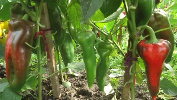  Poivrons verts sur une oreille de boeuf buisson bouchent