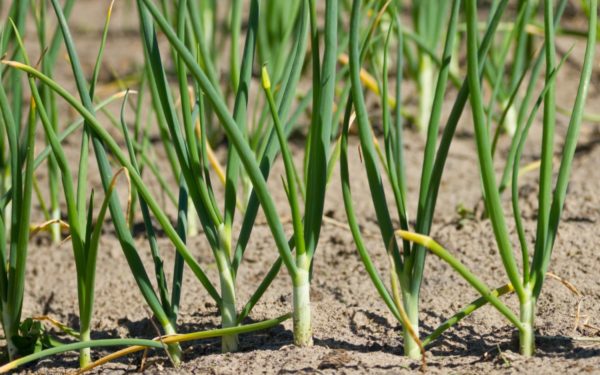  Gelbe Zwiebeln im Garten