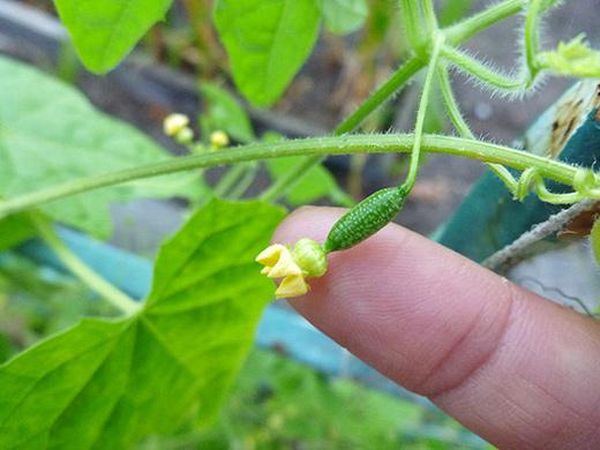  Fruits de la variété Murashka tout au long de la saison