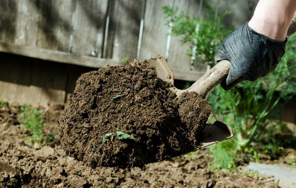  Avant de planter, les plants doivent creuser le sol et éliminer toutes les mauvaises herbes.