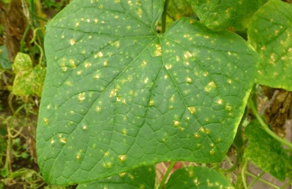  Perinospora auf Gurkenblättern