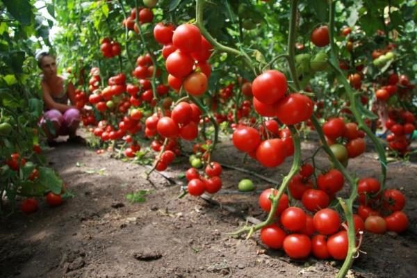  Mit der richtigen Pflege der Büsche von Tomaten kann Blagovest einen hohen Ertrag erzielen