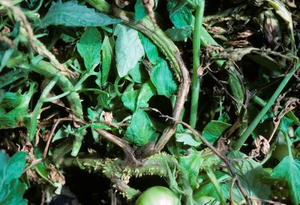  Symptome einer Nekrose des Stängels einer Tomate