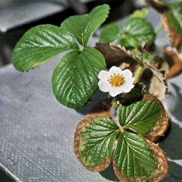  Une tache brune infecte les feuilles de fraise à partir des bords et se déplace sur la feuille.