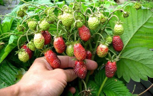  La perte d'une récolte importante peut entraîner un manque de fraises en fleurs.