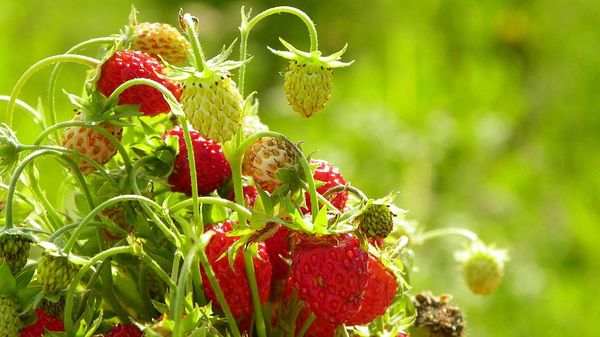  Les fraises doivent être plantées dans des zones ensoleillées.