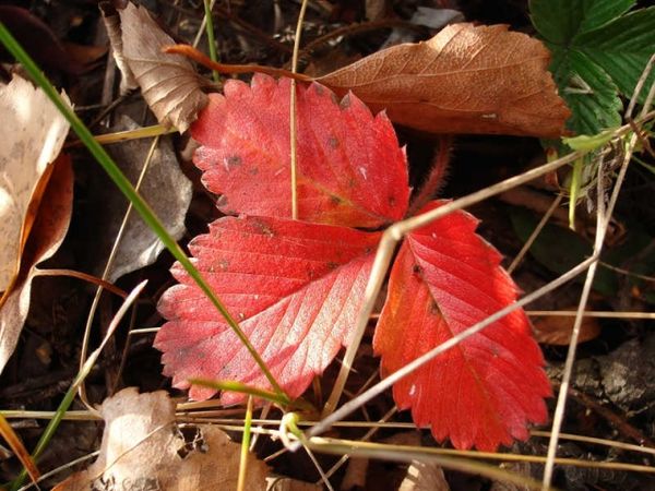  Die Rötung der Erdbeerblätter im Herbst ist ein natürlicher Prozess.