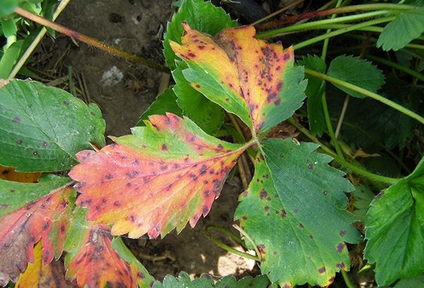  Les taches rouge-cramoisies peuvent parler d'augmentation de l'acidité du sol