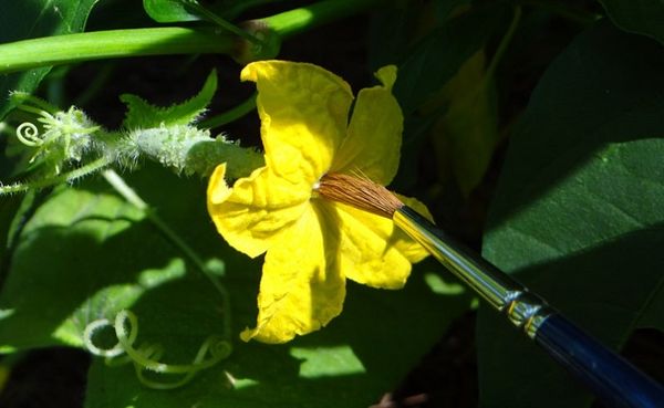  Les inconvénients incluent la dépendance à l'abeille pollinisatrice