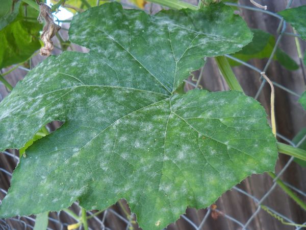  Rosée farineuse sur les feuilles de concombre Nezhinsky