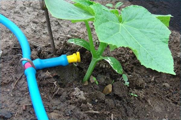  Pour le concombre, le bébé est l'irrigation goutte à goutte idéale