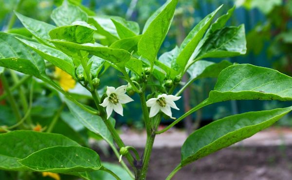  Fleurs au poivre Spark