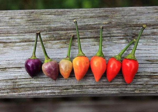  Die erste Ernte kann in 2-3 Monaten gesammelt werden