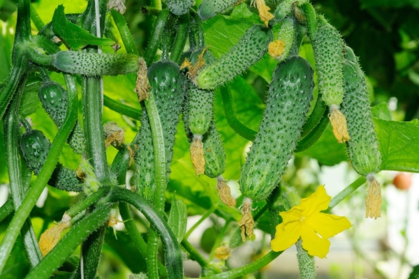  Vorteile einer Sorte: frühe Reifung und Bescheidenheit beim Abgang, lange Fruchtbildung und Lagerung