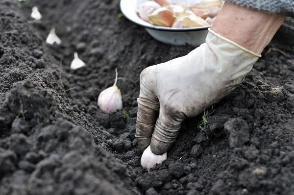  Die Pflanztiefe des Knoblauchs sollte mindestens 5 cm betragen