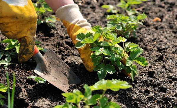  La plantation d'automne de fraises vous permet de récolter l'année suivante.