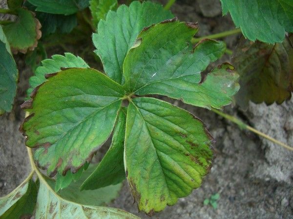  Erdbeerblätter von Frost betroffen