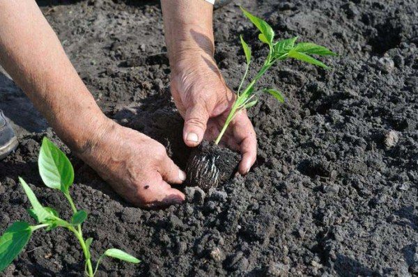  Im Freiland werden im Juni Setzlinge von Pfeffer gepflanzt