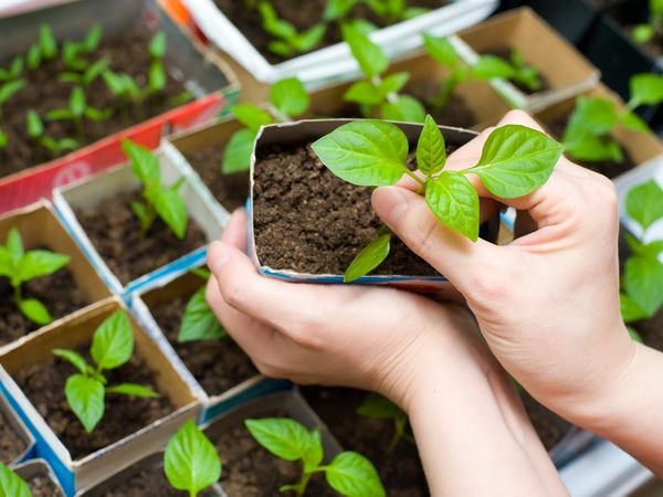  Setzlinge von scharfen Paprikas unterscheiden, von süßen können Blatt gekaut werden