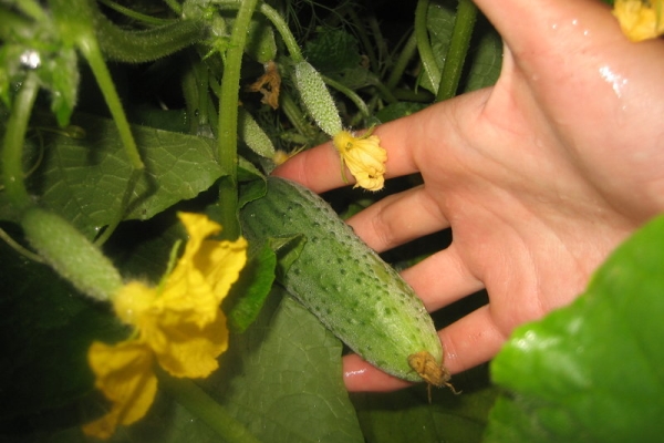  Die Ernte ist möglich, wenn die Früchte mindestens zweimal in der Woche eine Größe von 8-12 cm erreichen