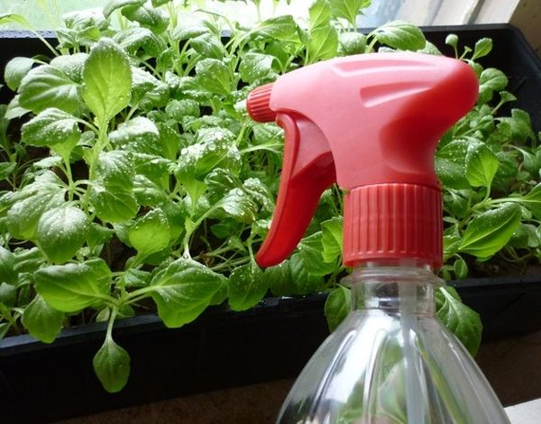  L'arrosage des pousses doit être fait en pulvérisant de l'eau tiède.