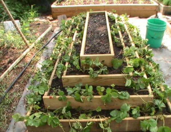  La forme du lit de fleurs en forme de pyramide permet de réduire le temps de maturation des fraises et d’augmenter la productivité