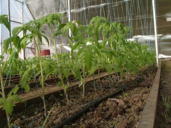  Gießen und Düngen ist entscheidend für das aktive Wachstum und den Ertrag von Tomatenblagovest