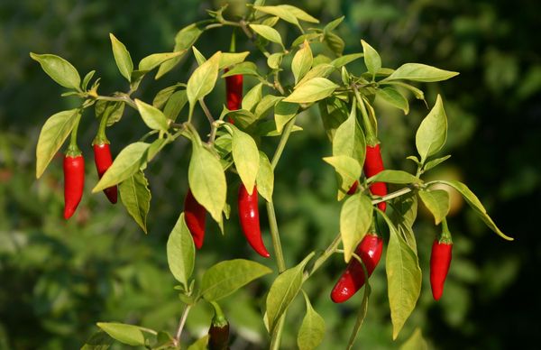  Wachsende Paprika auf dem Fensterbrett