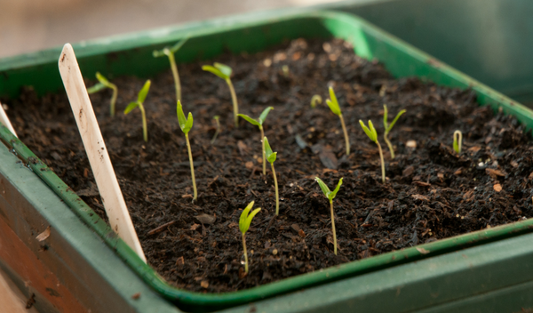  Les plants de poivre doivent plonger après les premières pousses