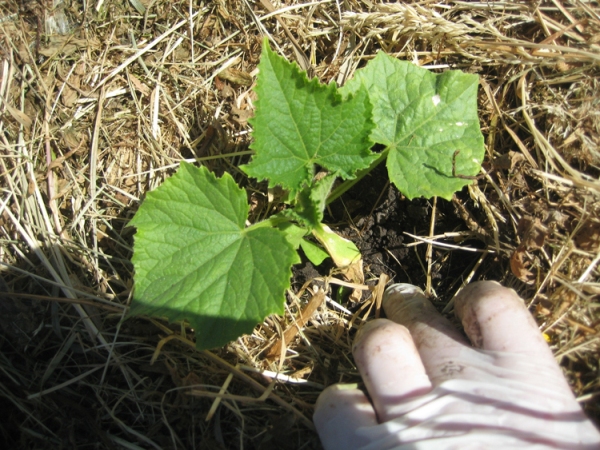  Herbe fauchée comme un abri de concombre