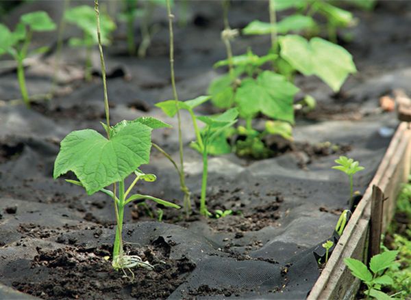  Le film pour abri vous permet de planter des semis dans le sol au milieu du printemps