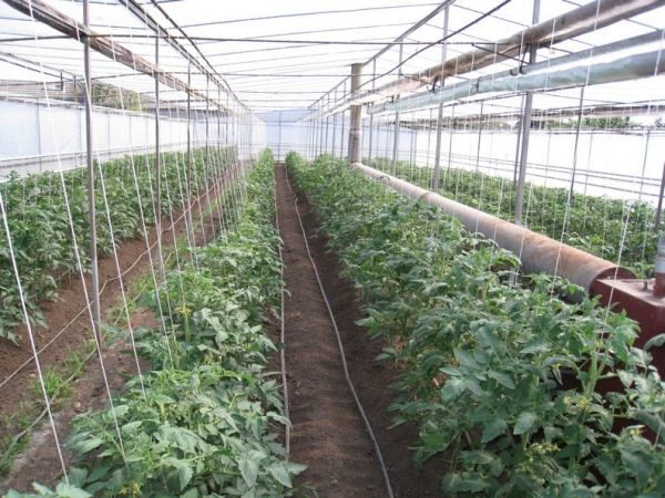  Tomatenanbau Shuttle im Gewächshaus ganzjährig