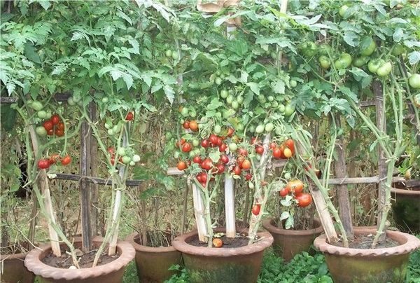  Tomaten binden