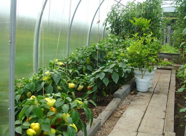  Wachsende Paprika in einem Gewächshaus aus Polycarbonat