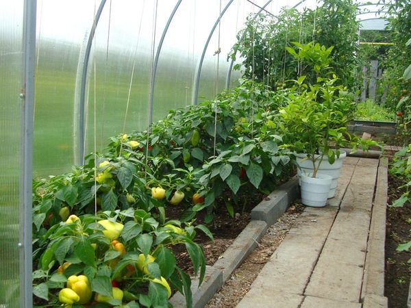  Wachsende Paprika in einem Gewächshaus aus Polycarbonat