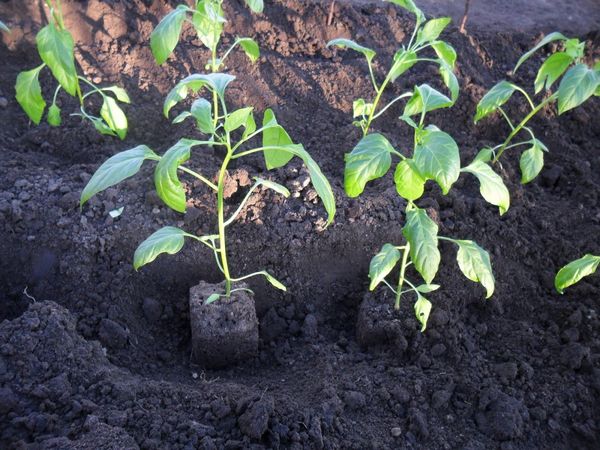  Paprika wird abends oder an einem bewölkten Tag gepflanzt.