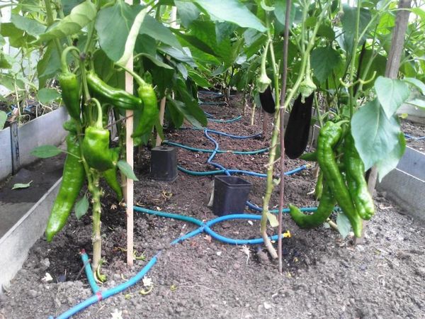  Pour arroser le poivre à la racine, il est pratique d’utiliser l’irrigation goutte à goutte.