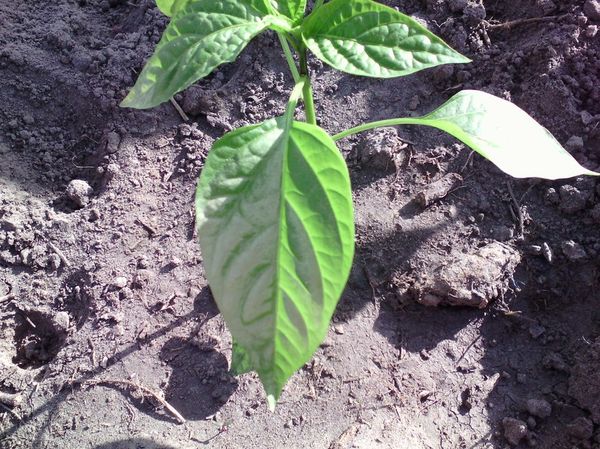  Les feuilles de poivre grisâtres indiquent un manque d'azote