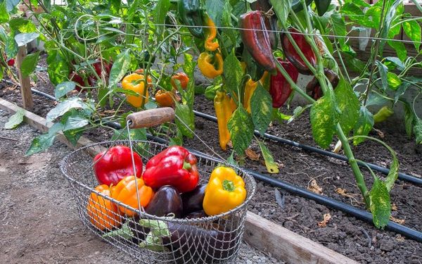  Pfeffer im Gewächshaus kann bis zum kalten Wetter geerntet werden